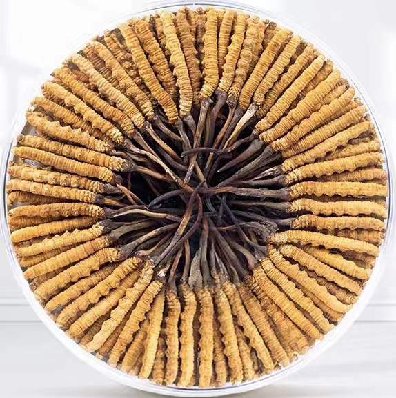 宜春冬虫夏草回收